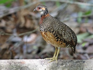  - Chestnut-necklaced Partridge