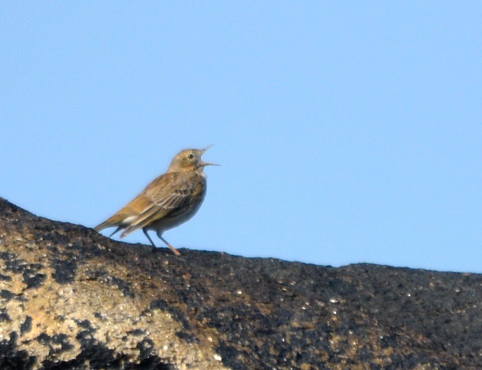 Meadow Pipit - ML313059341