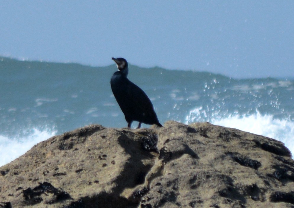 Great Cormorant - Jorge Leitão
