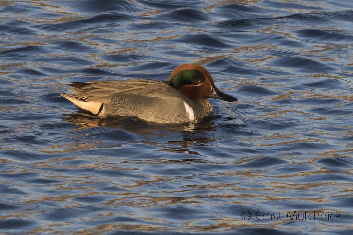 Green-winged Teal - ML313060421