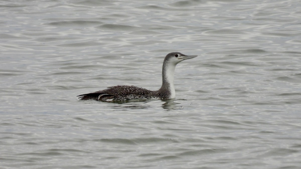 Red-throated Loon - ML313060461