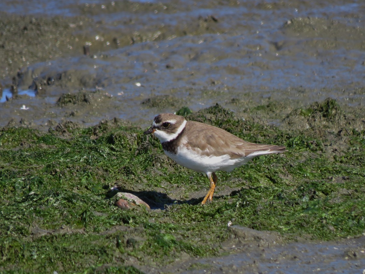 Semipalmated Plover - ML31306151