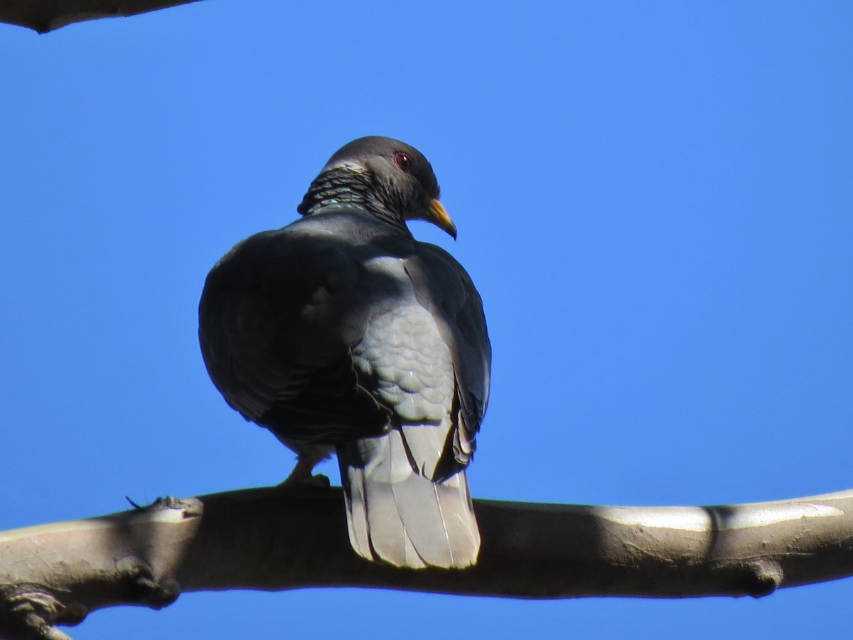Band-tailed Pigeon - ML31306191