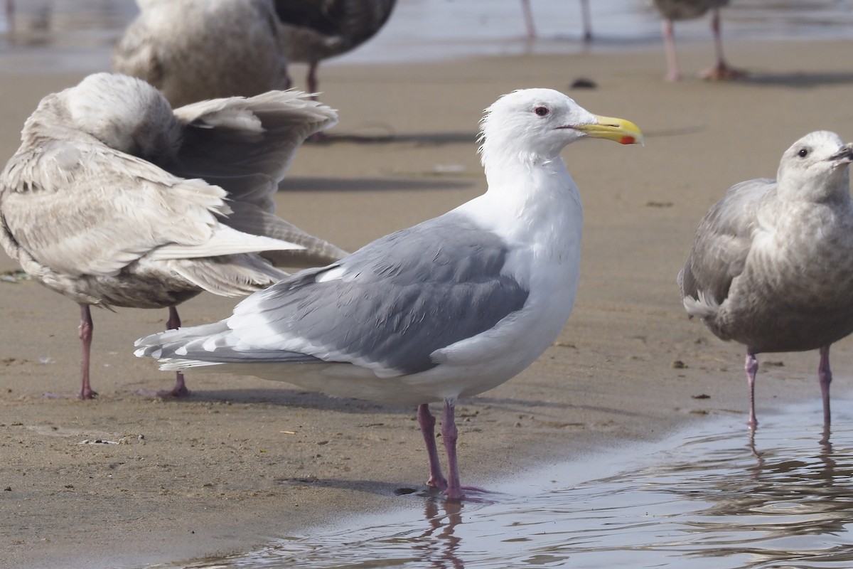 Glaucous-winged Gull - Donna Pomeroy