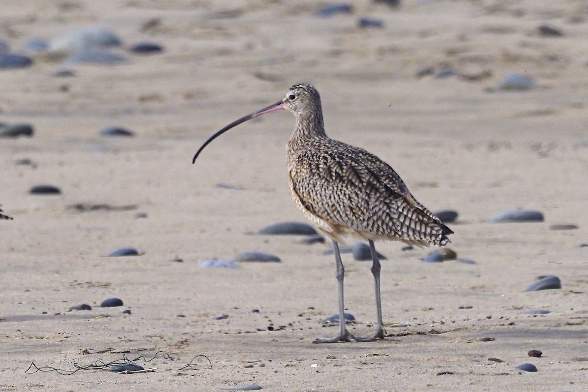 Long-billed Curlew - ML313080981