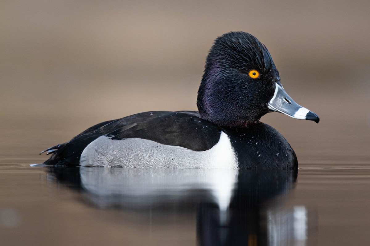 Ring-necked Duck - Carl Bergstrom