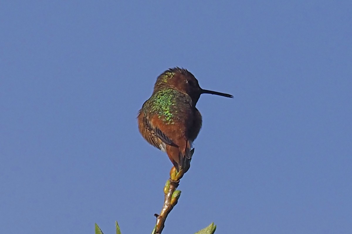 Allen's Hummingbird - ML313082041