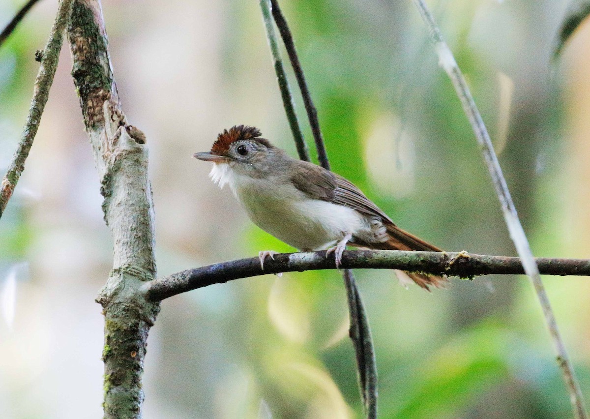 Scaly-crowned Babbler - Neoh Hor Kee