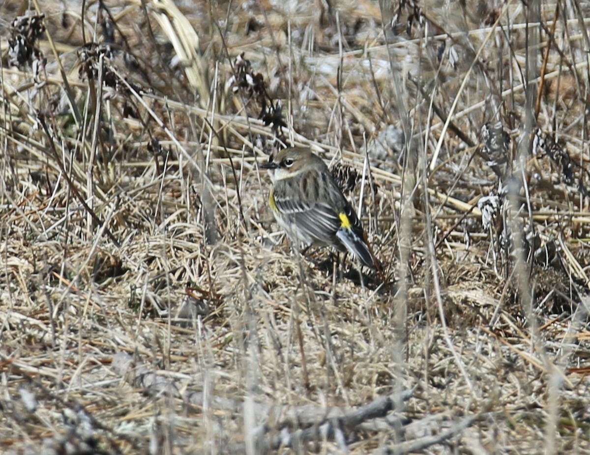 Yellow-rumped Warbler - burton balkind