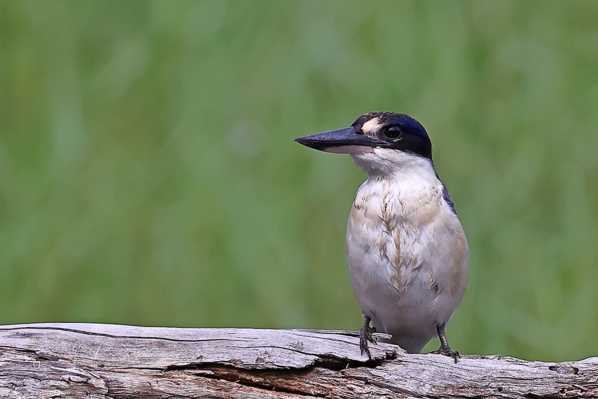 Forest Kingfisher - ML313086401