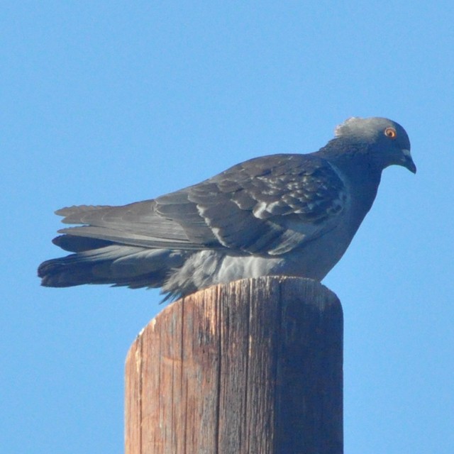 Rock Pigeon (Feral Pigeon) - Andrés Cecconi