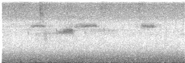 Lyre-tailed Nightjar - ML313088121