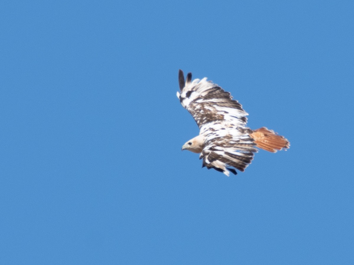Red-tailed Hawk - ML313089731