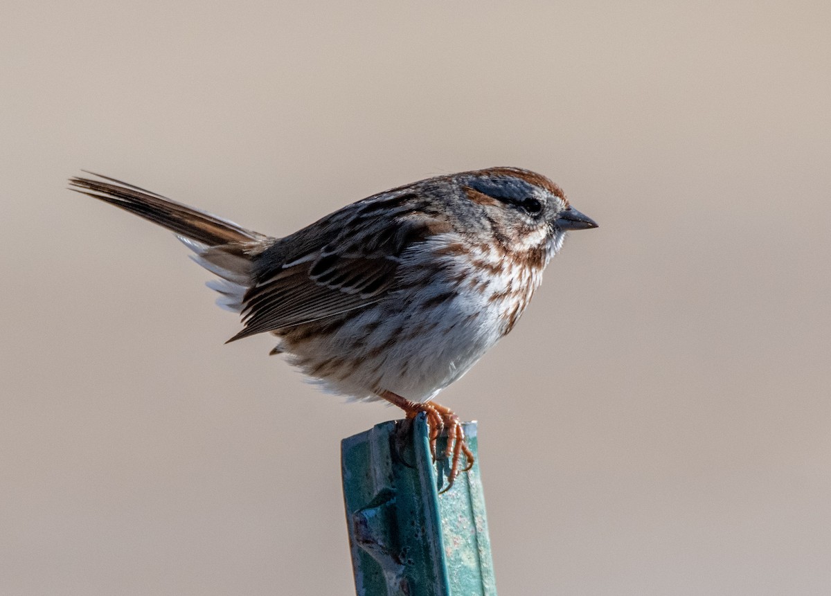 Song Sparrow - Louisa Evers