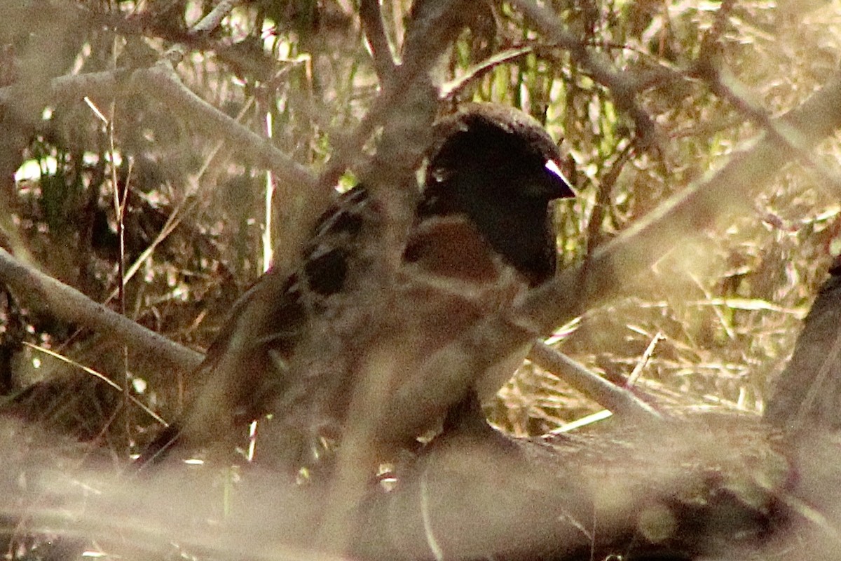 Spotted Towhee - ML313094121