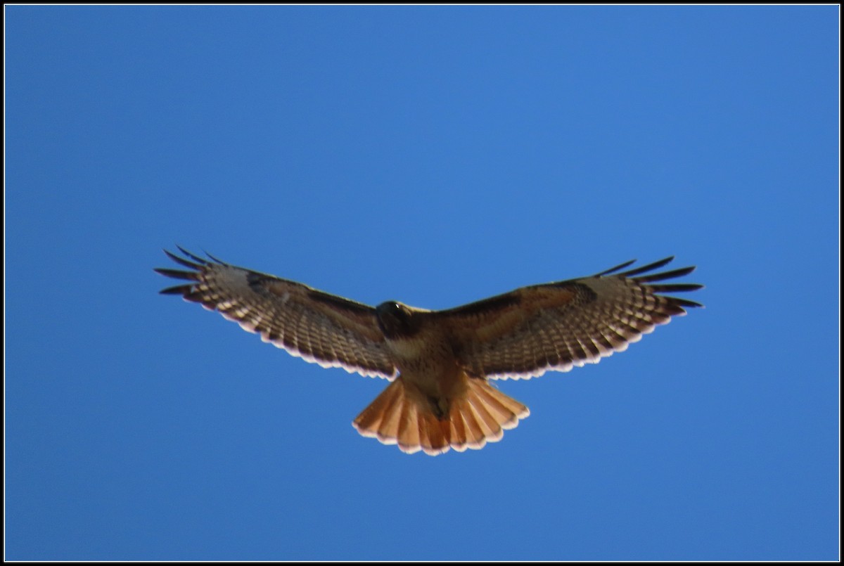 Red-tailed Hawk - Peter Gordon