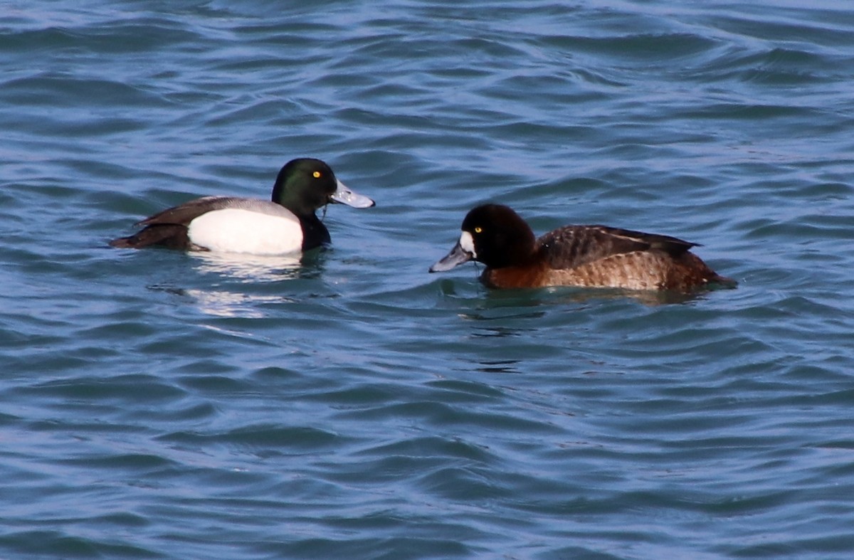 Greater Scaup - ML313097331