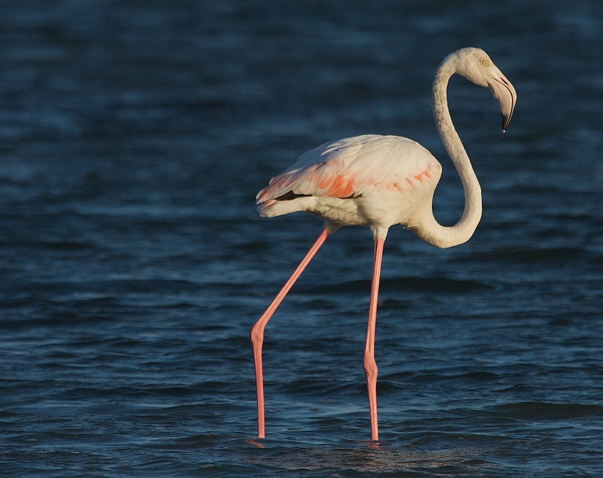 Greater Flamingo - Karl Overman