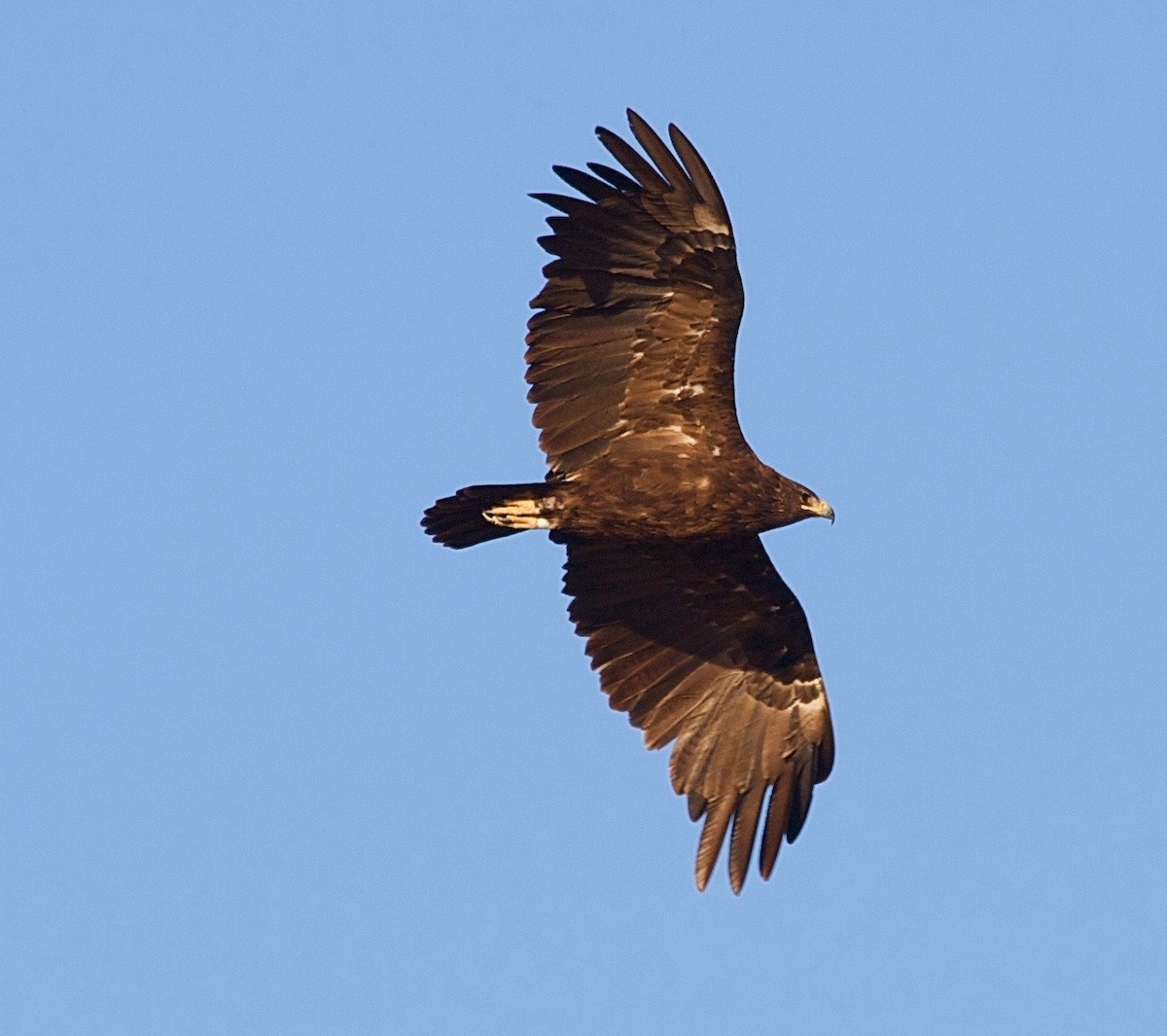 Greater Spotted Eagle - Karl Overman