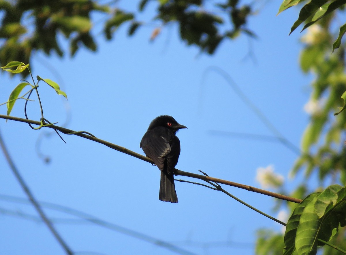 Western Square-tailed Drongo - ML313100441