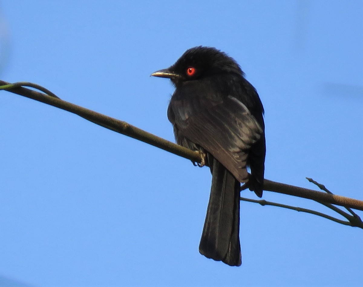 Western Square-tailed Drongo - ML313100451