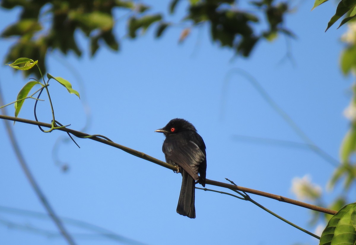 Western Square-tailed Drongo - ML313100481