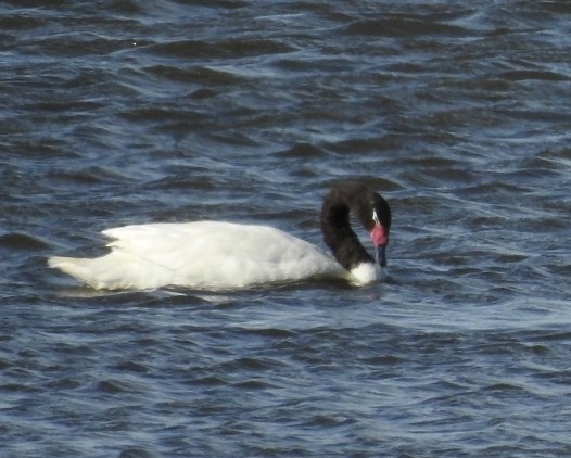 Black-necked Swan - ML313103411