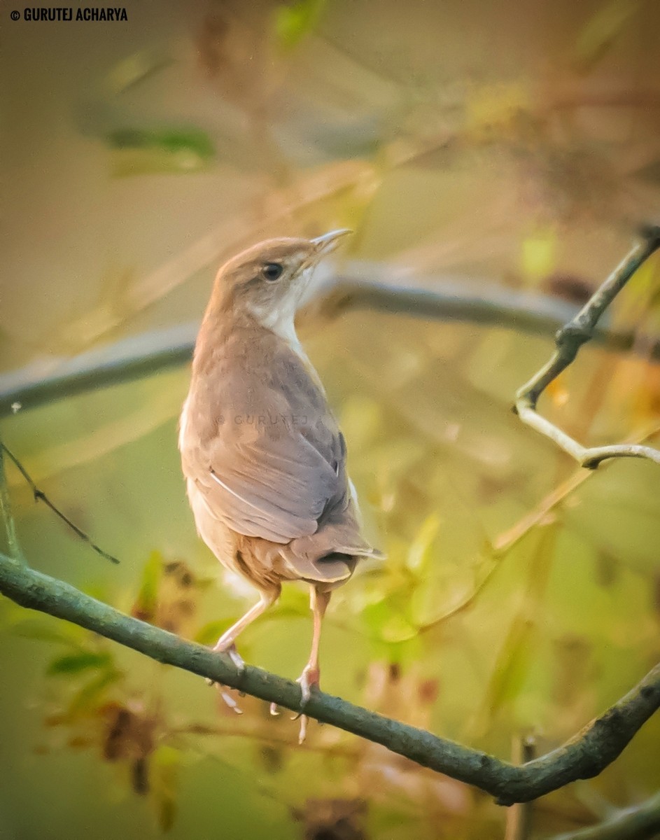 Broad-tailed Grassbird - Gurutej Acharya