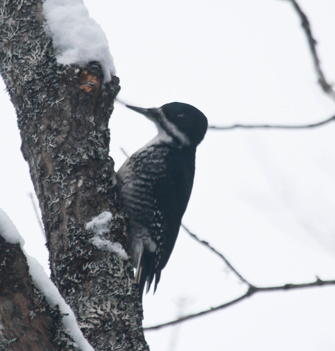 Black-backed Woodpecker - ML313109981