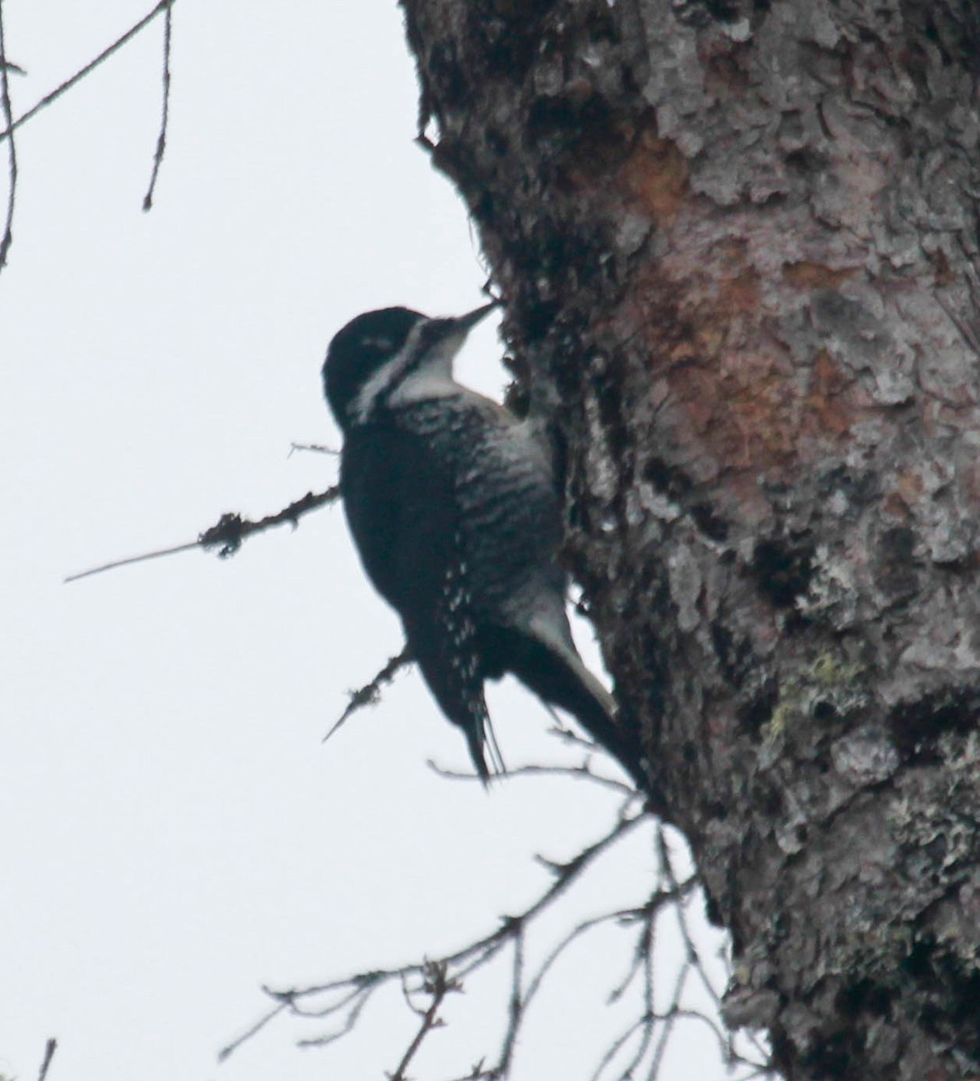 Black-backed Woodpecker - ML313110041