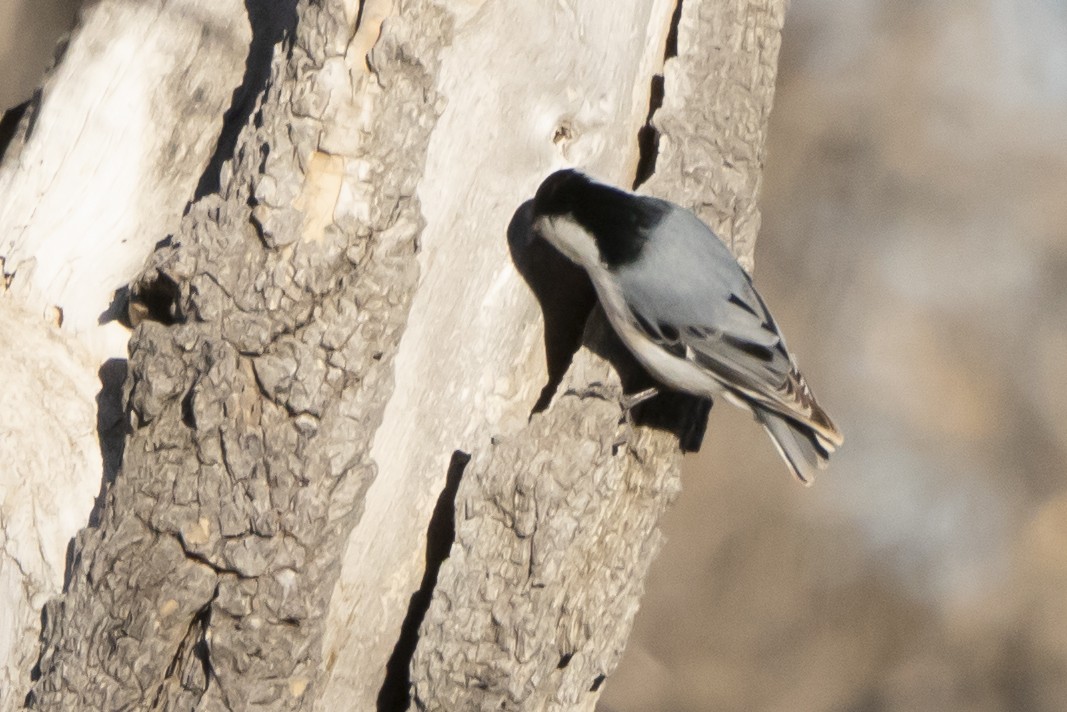 White-breasted Nuthatch - ML313111301