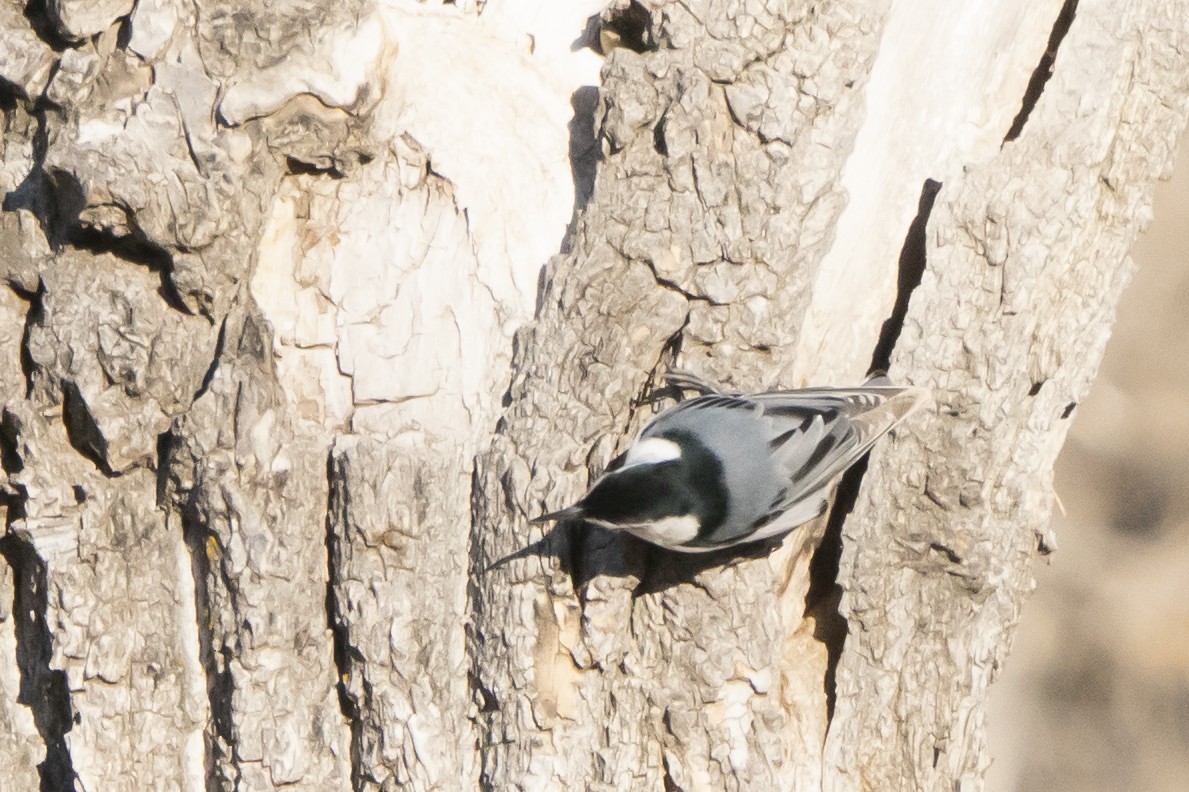 White-breasted Nuthatch - ML313111331