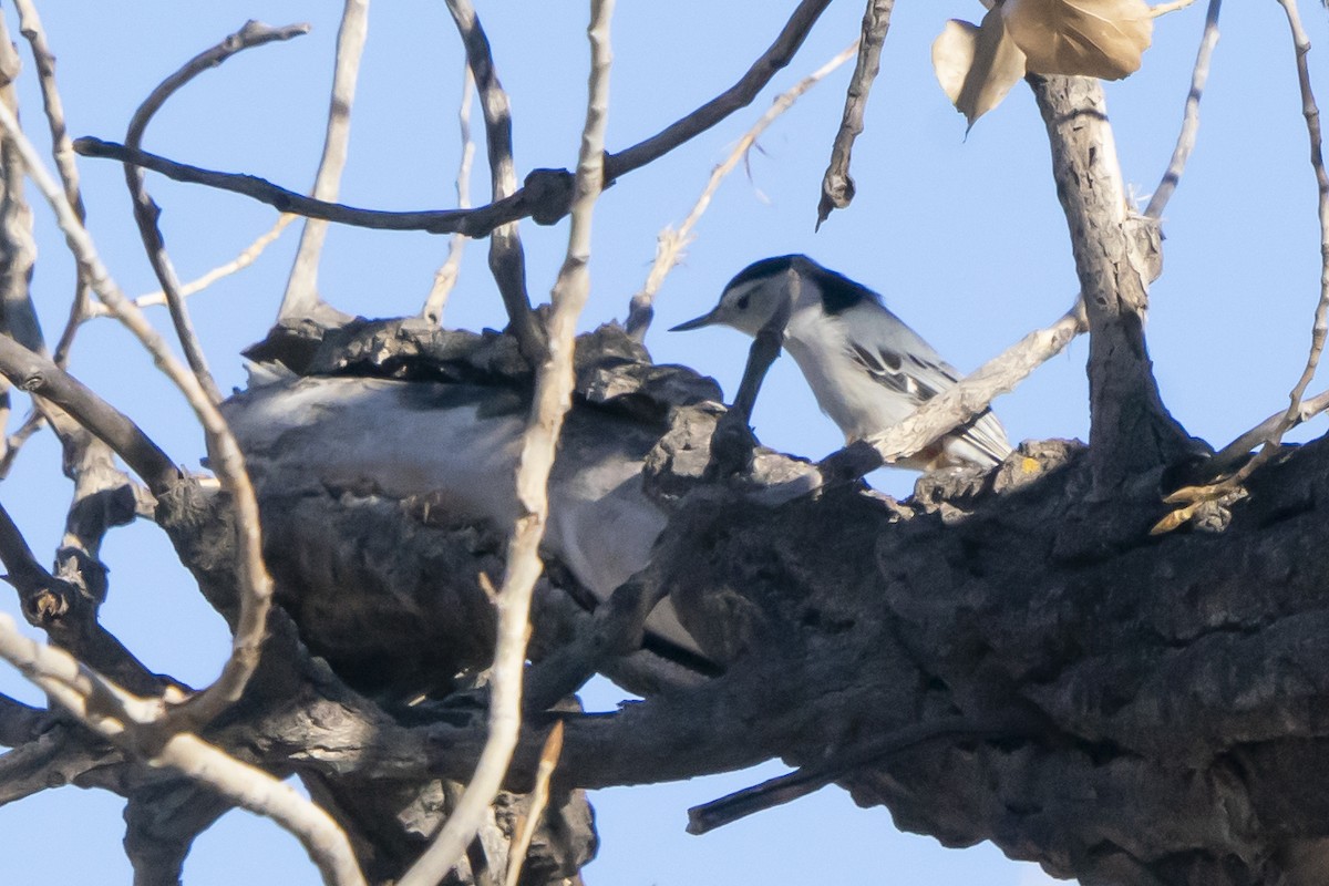 White-breasted Nuthatch - ML313111361