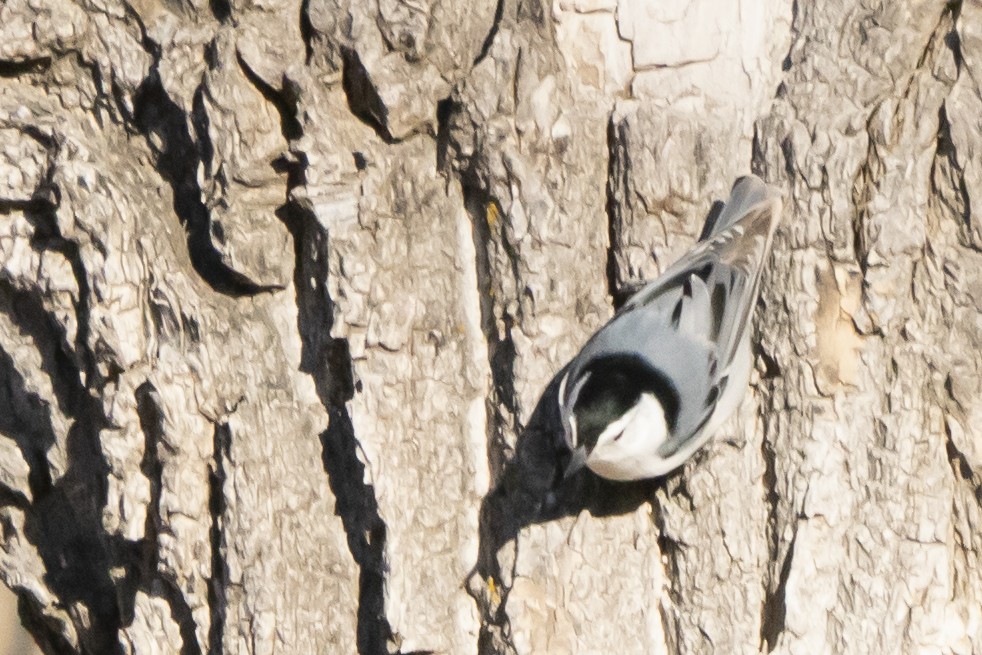 White-breasted Nuthatch - ML313111391