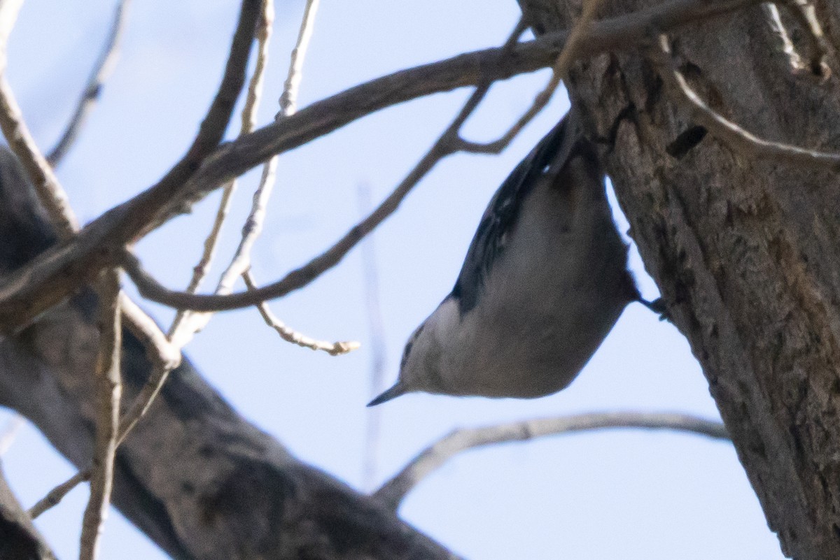 White-breasted Nuthatch - ML313111441