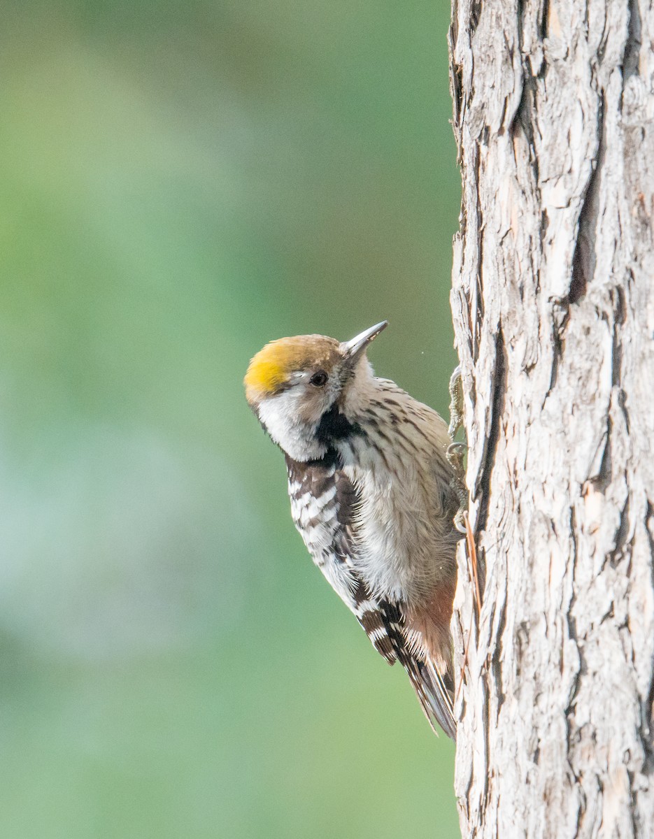 Brown-fronted Woodpecker - Harish Thangaraj