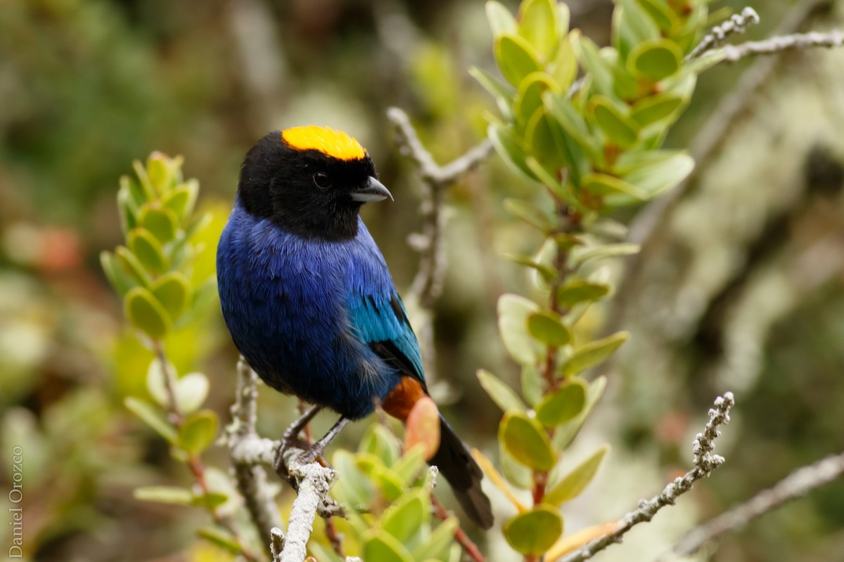 Golden-crowned Tanager - ML31312131
