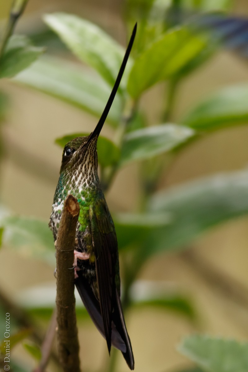 Sword-billed Hummingbird - ML31312151