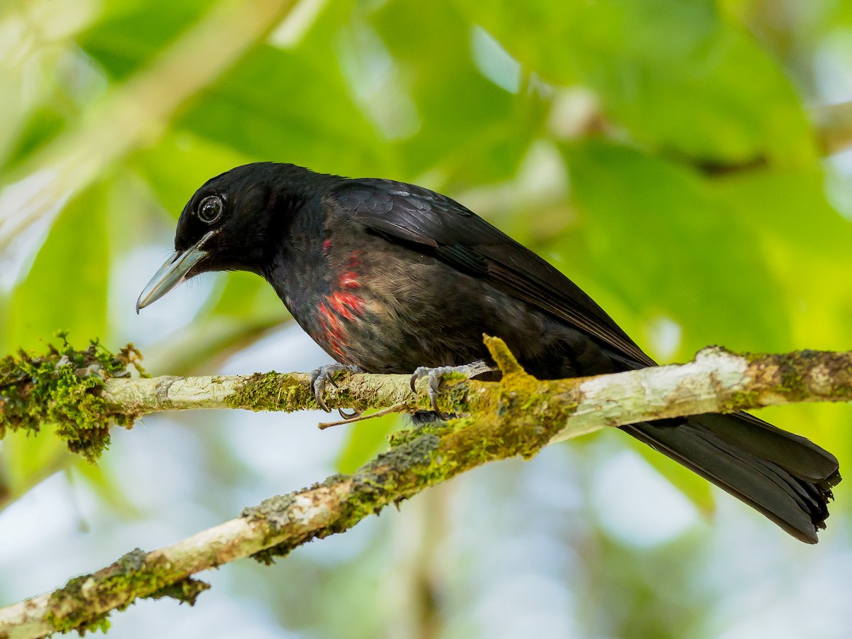 Black-and-crimson Oriole - Oriolus consanguineus - Birds of the World