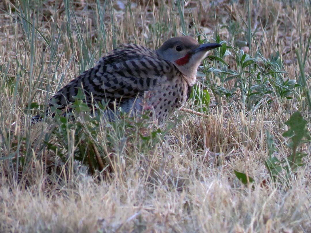 Northern Flicker (Red-shafted) - ML31312951