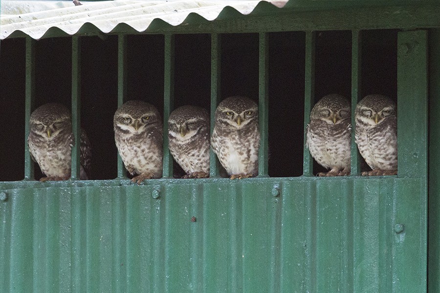 Spotted Owlet - Ashwini Bedekar