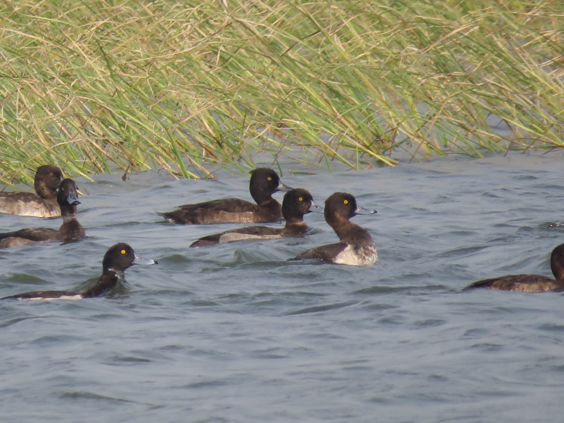 Tufted Duck - ML313143221