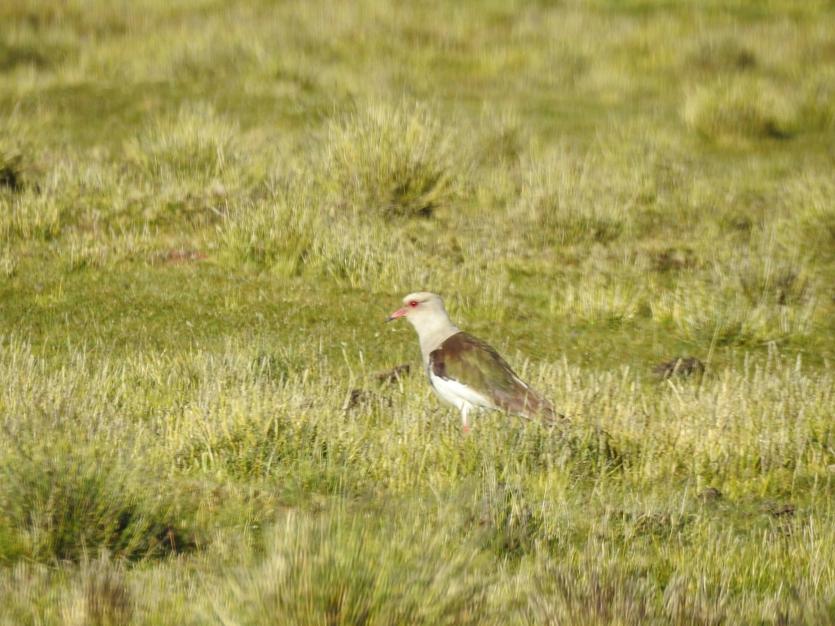 Andean Lapwing - ML313151691