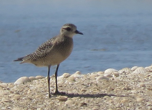 In Africa, American Golden-Plover has been recorded in Senegal. - American Golden-Plover - 