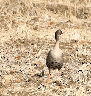 Lesser White-fronted Goose, ML313166311
