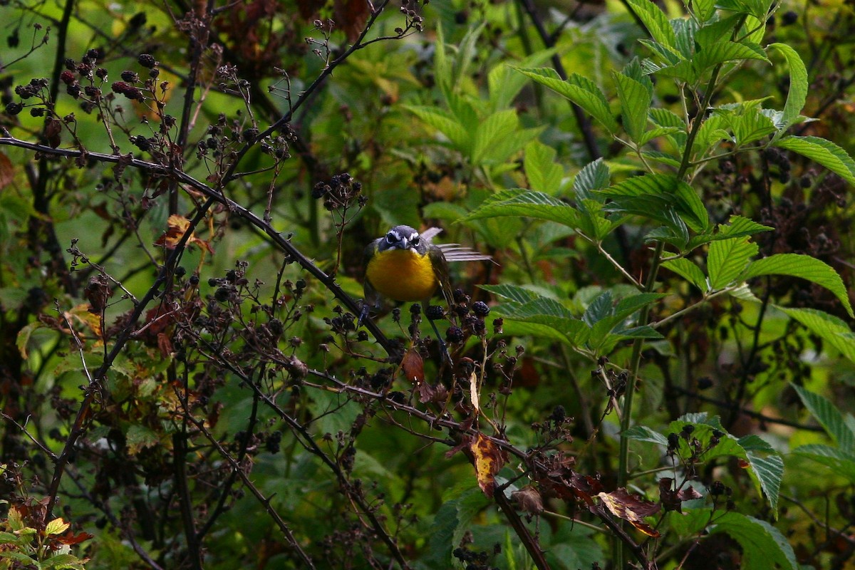 Yellow-breasted Chat - ML31316671