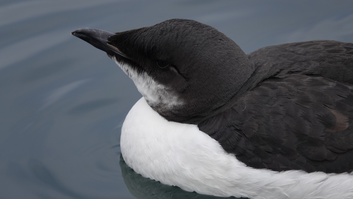 Thick-billed Murre - ML313167801