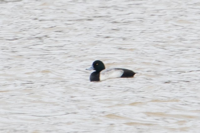 Greater Scaup - ML313170621
