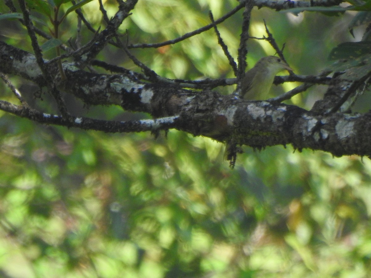 Thick-billed Warbler - Afsar Nayakkan