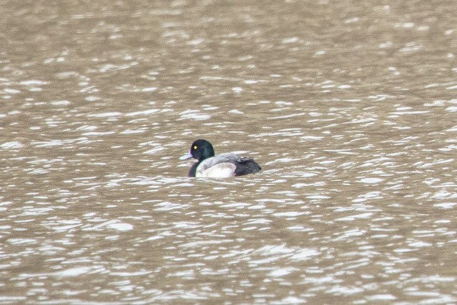 Greater Scaup - ML313174141